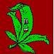 Cannabis