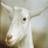 GoatseMan